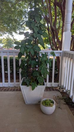 Thriving Black Berry Bush