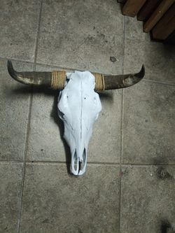 Bull skull