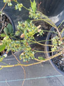 Rebal blueberry 3 gal
