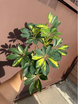 4” variegated umbrella tree