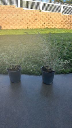 PAIR OF WILSONII OLIVE TREES