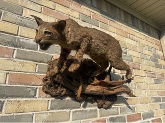 Taxidermy Bobcat Mount On Wildlife Display Cat Deer