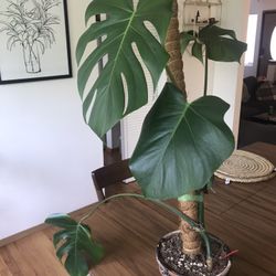 Monstera Deliciosa 