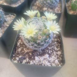 Cactus