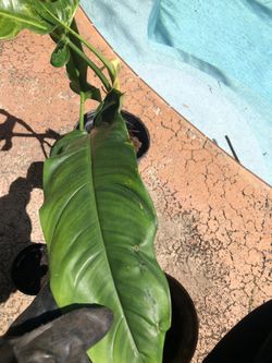 philodendron florida green mature Philodendron Florida Green – Lost in the Forrest