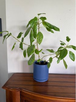 Rubber plant and pot