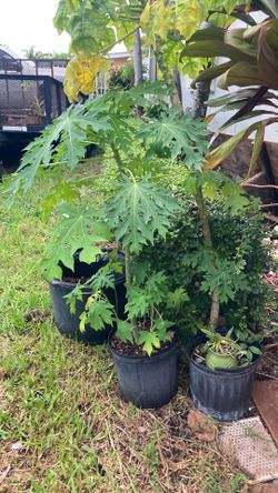 Plantas