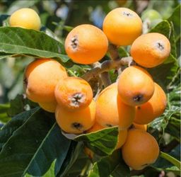 Loquat   Tree