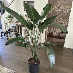 Birds of Paradise- 2 plants in 1 (5 feet tall)
