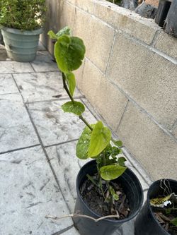 Bettel Leaf Plant (Indian Paan