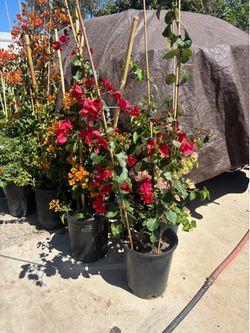 5-gallon buganvilla . 4 feet tall.