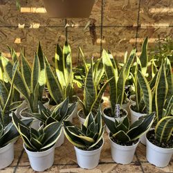 Different Variety Of Succulents 🪴🩷🤍💚