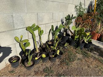 Outdoor Plants for Sale — Cactus, Succulents & More