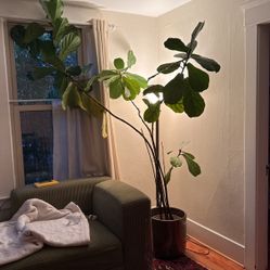 Giant Fiddle Leaf Fig Tree