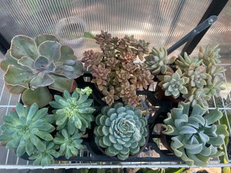 Succulent plants