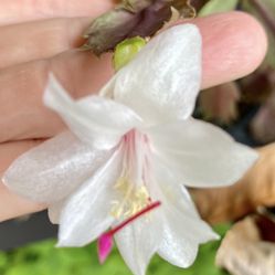 Christmas/holiday Cactus  Cuttings