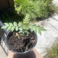 Curry Leave Plant