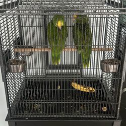 Bird Cage ONLY CAGE