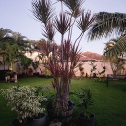 Multiple Dracaena Marginata Magenta "15 Feet Tall"