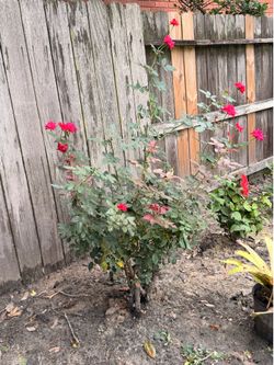 FREE Knockout Roses - Hot Pink