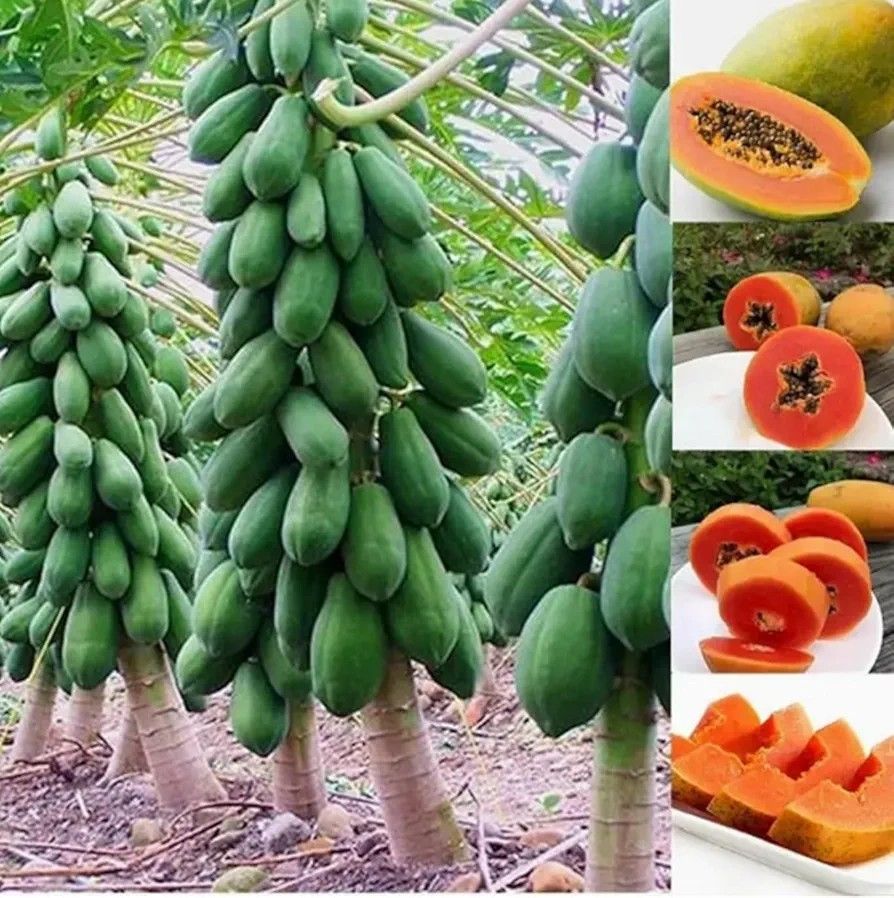 Dwarf Papaya Trees Take Tray For $30ππΏπΏπΏ