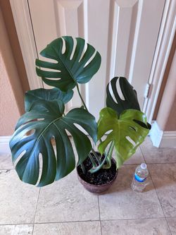 Beautiful Healthy Living House Plant - Monstera deliciosa 6 leaves