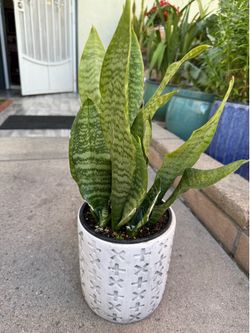 Snake Plant dwarf or ( Sansevieria trifasciata ) with ceramic pot $25