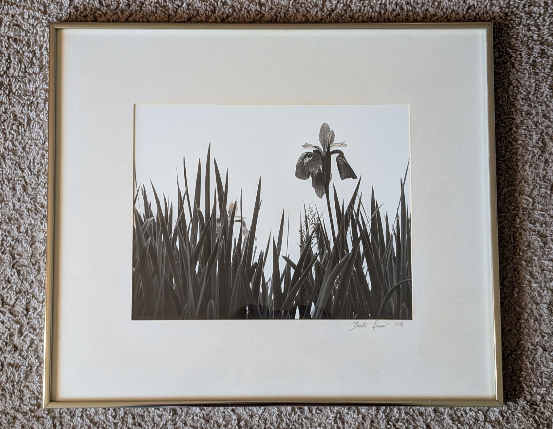 Vintage 1978 Signed Breton Doune Iris & Grass 21¼" x 18¼" Framed Photo Print