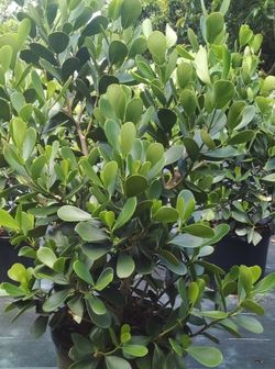SALE! CLUSIA PLANT IN 15 GALLONS OVER 5' FEET TALL FOR ONLY $40 OPEN TODAY