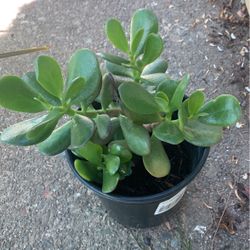 Jade Plants