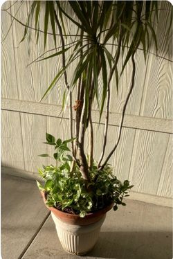 Planta grande natural $40
