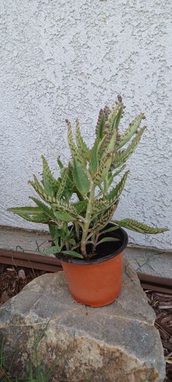 Kalanchoe succulent