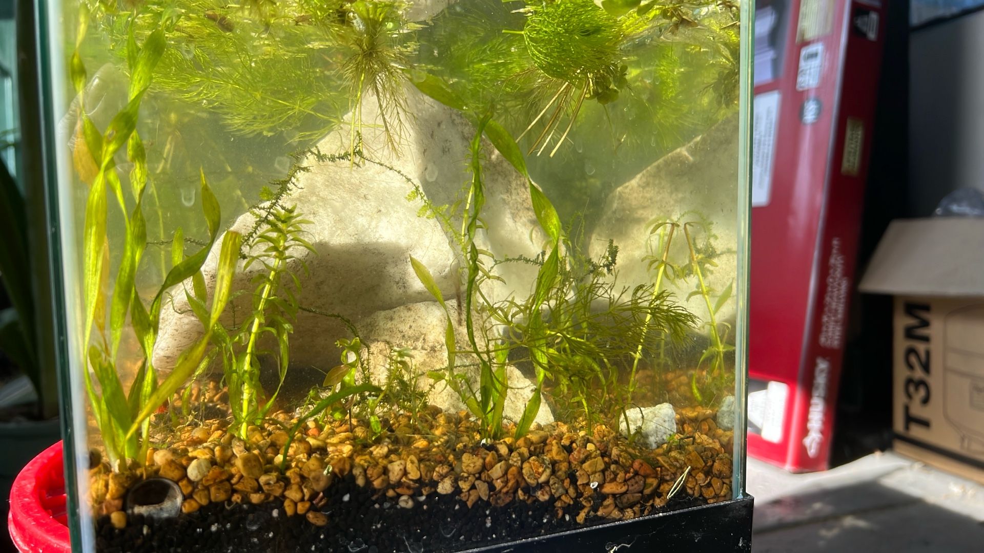 Planted 6 Gallon Rimless Tank