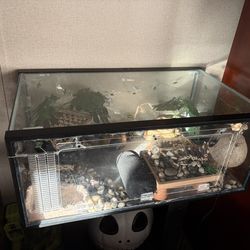 Reptile Tank Set Up
