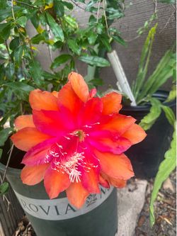 Epiphyllum plant