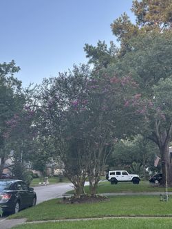 Crape myrtle (Lagerstroemia) 🌸