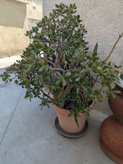 Jade plant/Snake plant