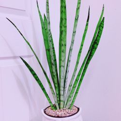 Snake Plants With the Owl 🦉 Ceramic Pot  - 2’7” Tall 