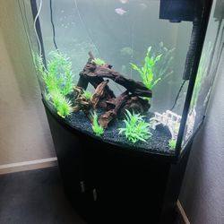 36 Gallon Bow Fish Tank