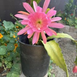 Epiphyllum Orchid
