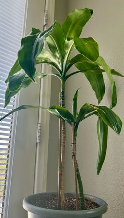 Dracaena / Corn Plant For Sale !!!!!