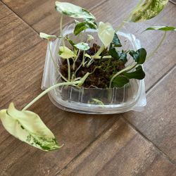 alocasia frydek variegated 