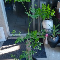 arbol de moringa mide 45 pulgadas