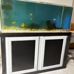 75 Gallon Acrylic Fish Tank With Cabinet