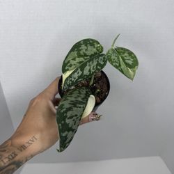 Scindapsus Mayari Plant 