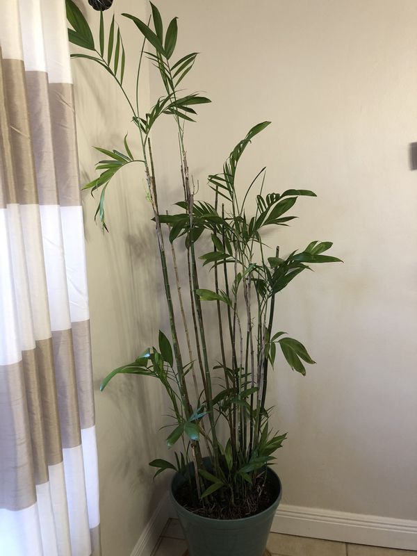 Real 6ft tall bamboo indoor plant for Sale in Homestead