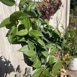 Hoya Fitchii Plants