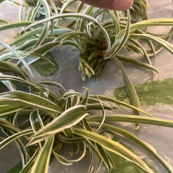 Rooted Spider Plant Babies (ready To Plant)