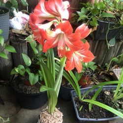 Amaryllis Plant For Sale