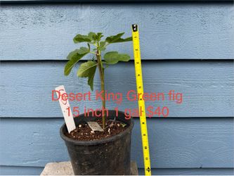Desert King Green Honey fig tree